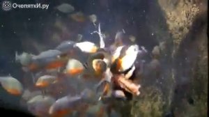 Кормёжка  пираний в аквариуме