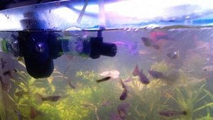 akwarium, synchronizacja Aquael Pat Mini z Aquael Multi UV (3W) mini UV sterylizator (part 2)