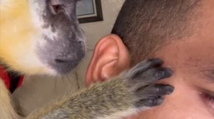 ASMR Monkey Grooming Relaxing Oddly Satisfying (Thabo And Ray)