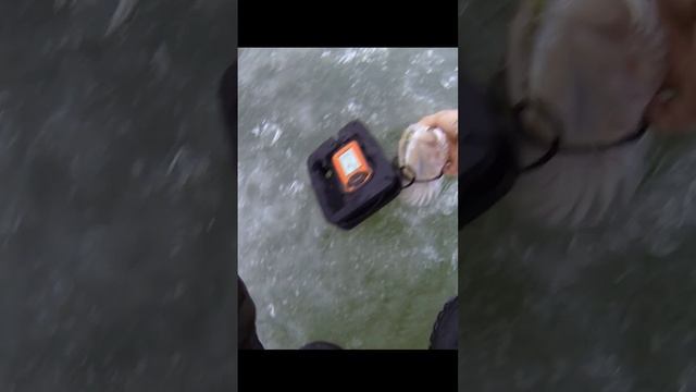 Судак 1800гр взял с ударом! Бердь 24.11.23 #судакзимой #судакнавибы #судак смотреть онлайн