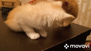 Котята в продаже в Новосибирске