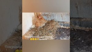 Цыплята 🐤🐤🐤 учиться кушать!