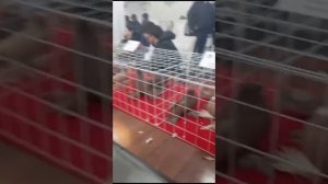 узбекские голуби