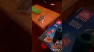 хомяк Вики лазает по лабиринту в поиски выхода