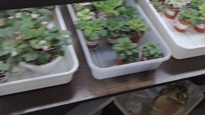 Как я удобряю фиалки и поливаю