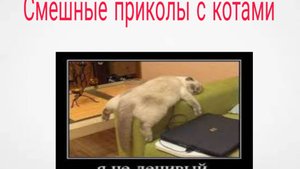 Всякие смешные приколы с котами