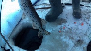 рыбалка на амуре 31.12.24