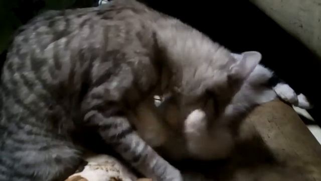 Мои кошки Дуся и Маня. смотреть онлайн