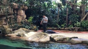 Шоу с морским котиком в Сингапурском зоопарке | Seal splash show in Singapore Zoo