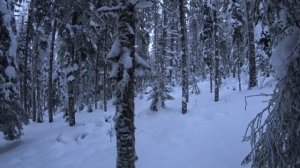 ✅🔥Будний день охотника.