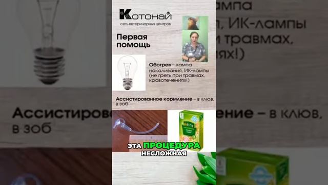 Правильное кормление птиц