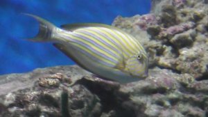 Полосатый хирург, Acanthurus lineatus, в аквариуме Москвариум, 12 ноября 2024