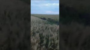 натаскивание гончих,на кабанов.