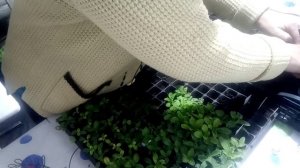 Состав грунта для петунии