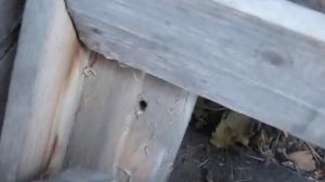 амшанник постановка пчёл на зиму.