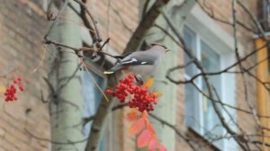 свиристель