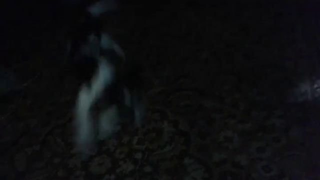 Бешеная собака смотреть онлайн