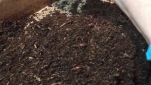 Альтернатива торфу. Очередной эксперимент. Часть 2.