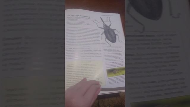 насекомые иллюстрированная энциклопедия начинающего энтомолога