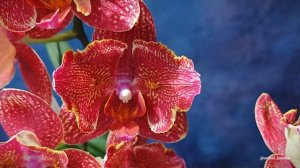 Phal. Cherry Bomb ES-2 🍒💣 Очередное цветение орхидеи бабочки Черри Бомб ЕС-2 | Красный фаленопсис 🏵