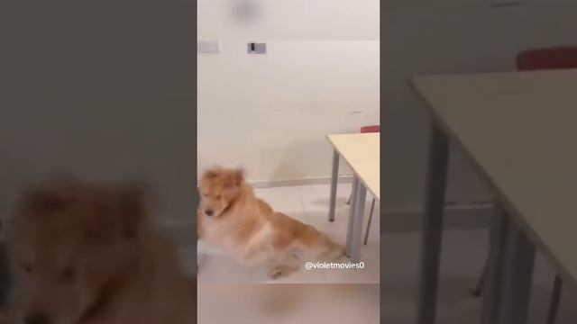 Собакены