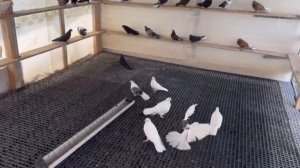 Питомник "Западный" Бокатые- молодежь, распродажа +7 909 667-53-00 Виктор