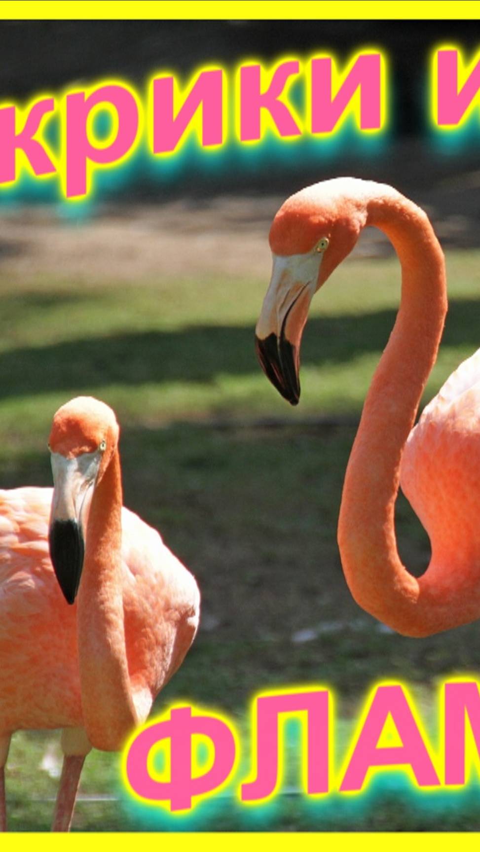 🔴Почему покраснели Фламинго?🔴Птичий базар🔴Кто громче ?🔴Singapore Zoo🔴Сингапур#мирналадони2020