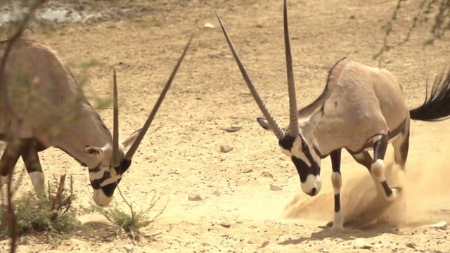  Wildlife 4K UHD 247 - Relaxing Music With Beautiful Nature  Animals Videos4K Video Ultra HD