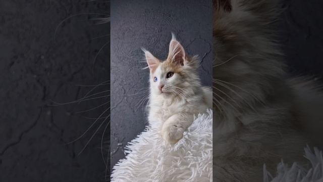 мейн кун от питомника ксенофонт