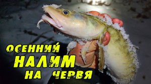 ОСЕННИЙ НАЛИМ. Ловля Налима на Червя. Рыбалка на реке Иня