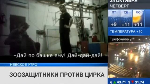 Зоозащитники отправили жалобу главе МВД Владимиру Колокольцев