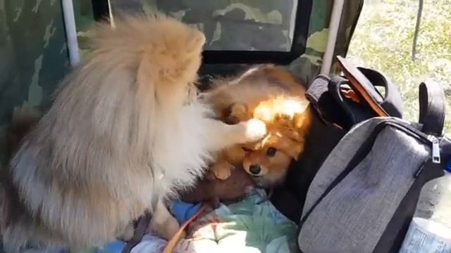 мирашаумняша выставкасобак   мираша Миранда желает удачи Злате в ринге на выставке собак