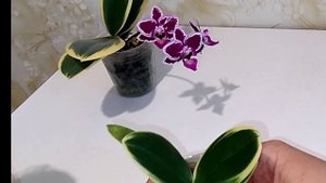 Самая желанная Орхидея/ Сого Вивьен 🌸