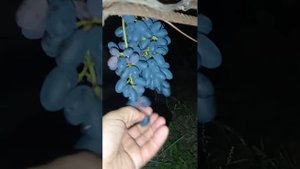 Виноград кишмиш "Джой" на 11.09.23