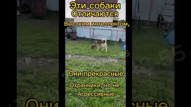 Анатолийские овчарки ищут Семьи!