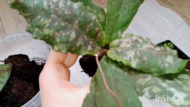 новинки. распаковка 💌🎁🌿