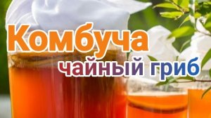 Чайный гриб