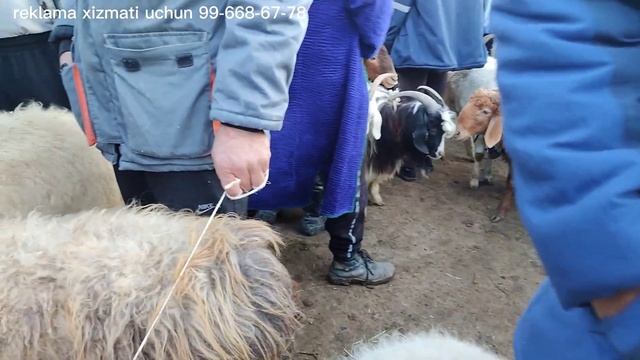 Buxoro kogon mol bozori qo'y va qo'zilar narxlari. 24-mart, 2024 смотреть онлайн