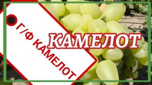 Виноград Камелот