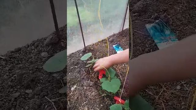 Колышки на даче