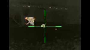 Охота на волков. Март 2021. Волки напали на деревню. Едят собак!