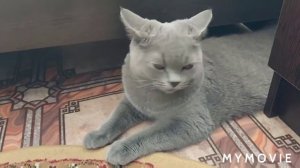 Наш британский котёнок 🐱 6 месяцев