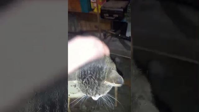 Котяра