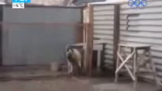 Собака танцует под Modern Talking смотреть онлайн