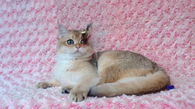 Британские котята,золотой тиккированный мальчик.