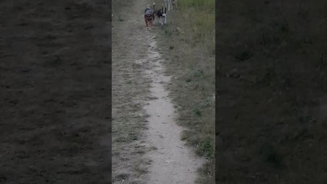 ЛЮТЫЙ СХОДНЯК смотреть онлайн