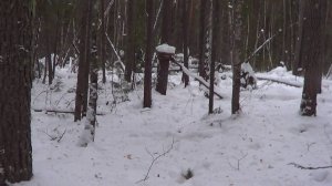 Охота на соболя и куницу капканами. сезон 24-25г. / ПРОВЕРКА ПУТИКА 31.12.2024г.