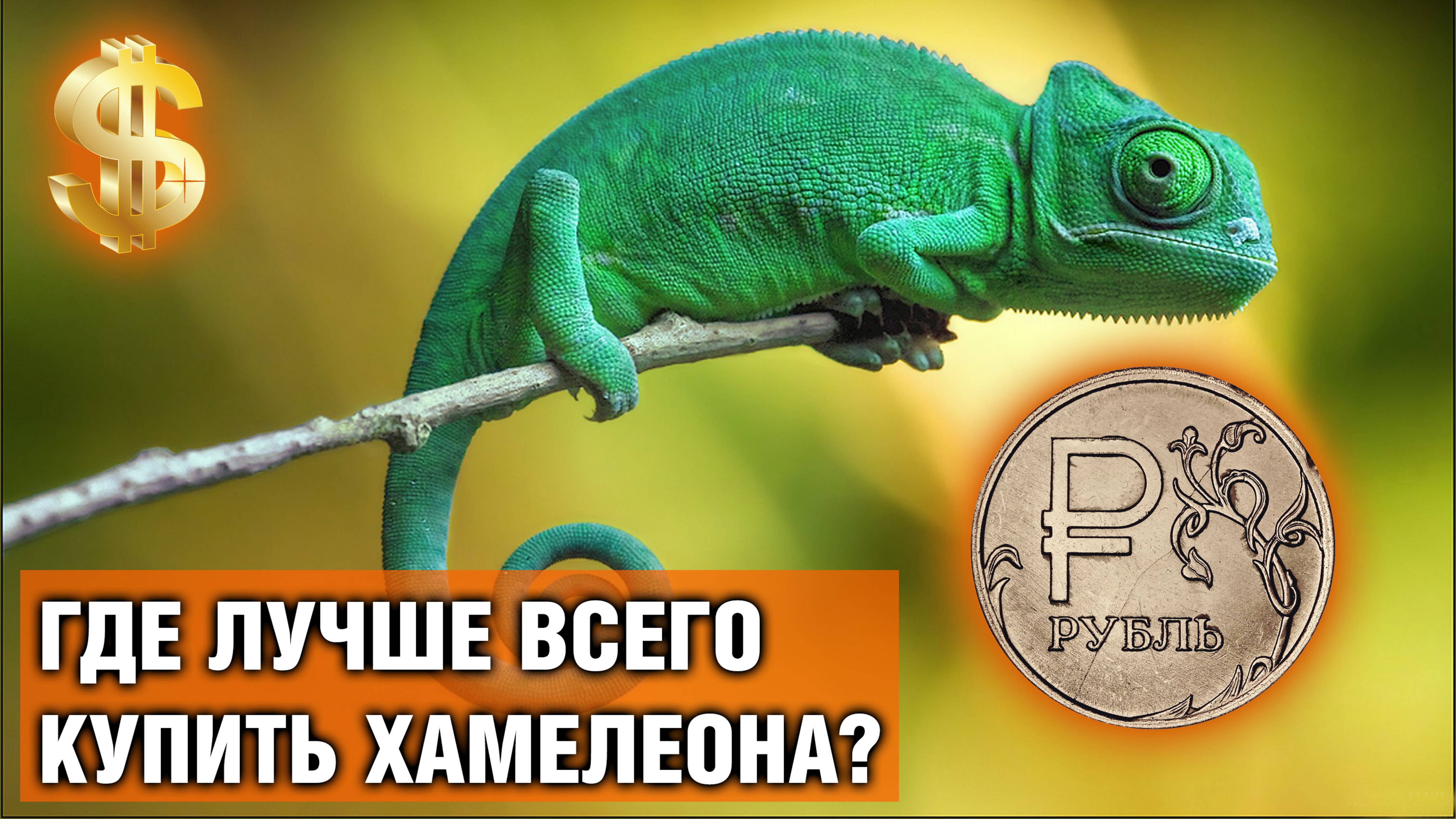 Где купить йеменского хамелеона — Как выбрать при покупке