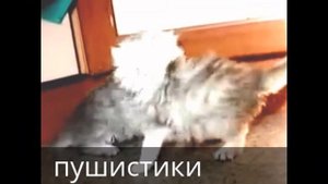 коты шалуны