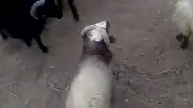 Кучкорлар жанги